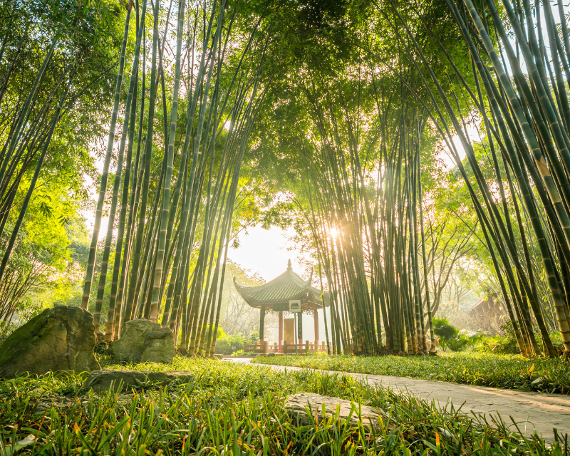 rung-tre-nam-tu-xuyen