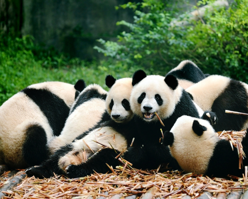 trung-tam-bao-ton-va-nhan-giong-gau-truc-thanh-do