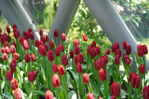 สวนทิวลิป Miracle of Natural ระยอง - ที่เที่ยวใกล้กรุงเทพ