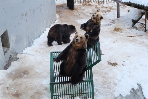 สวนสัตว์โนโบริเบ็ตสึ (Noboribetsu Bear Park) – โนโบริเบ็ตสึ