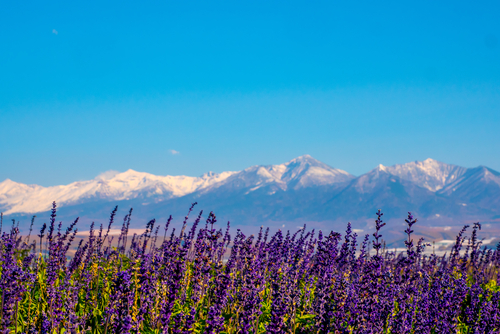 สวนดอกไม้คามิฟุราโนะ (Hokusei Hill Park) – คามิฟุราโนะ