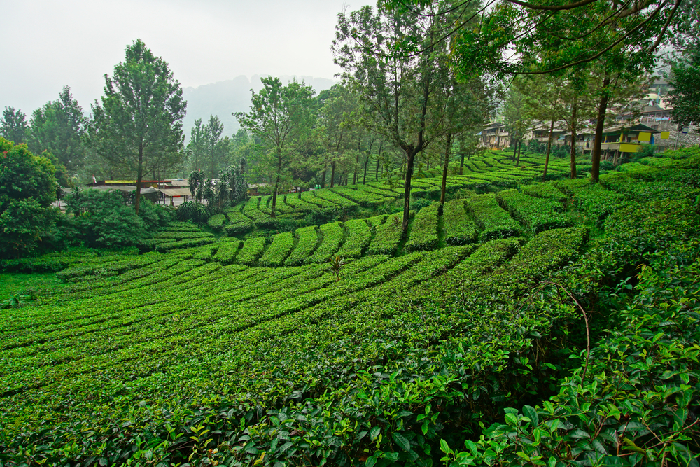 kebun teh