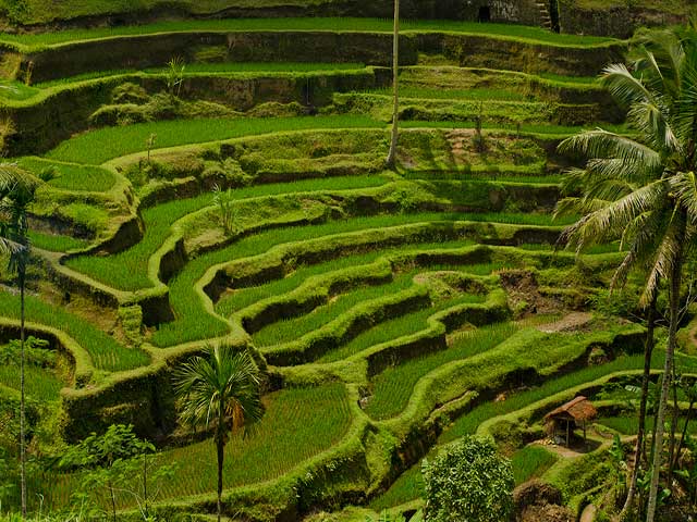 Tegallalang Rice Terraces