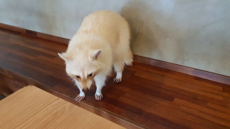 20180427_133226 Jalan-Jalan Terus: Raccoon Cafe