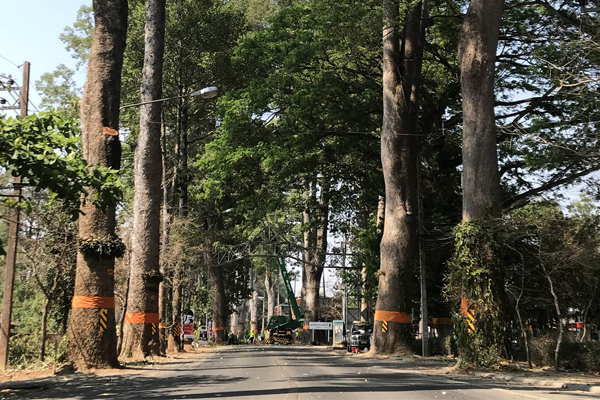 สายตรวจยางนา