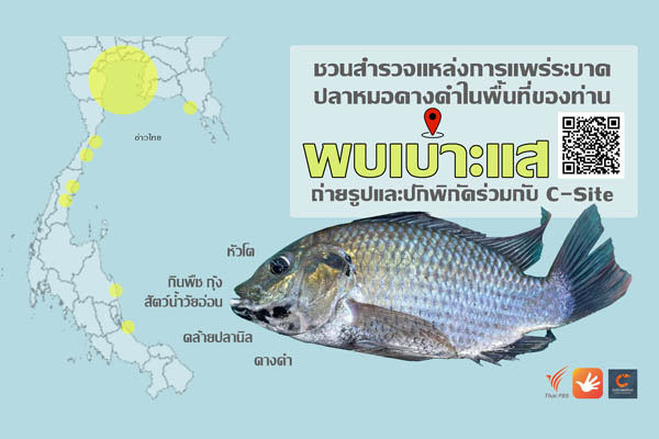 สำรวจการแพร่ระบาดปลาหมอคางดำ