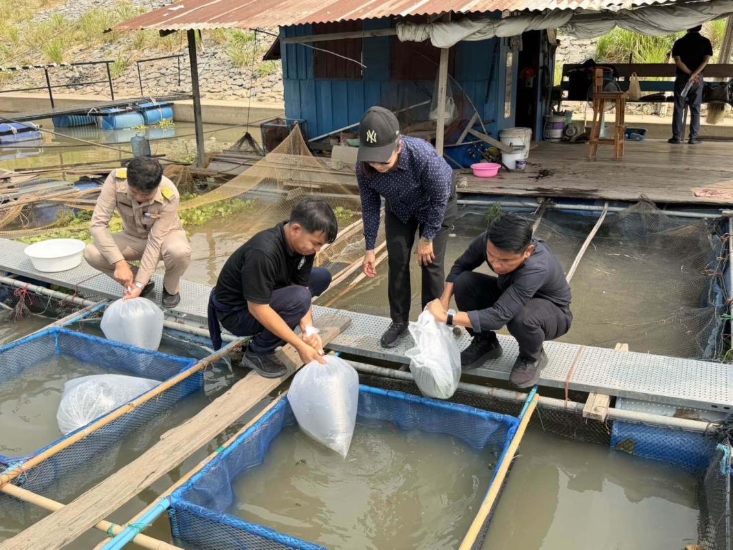 >>> ครั้งแรกใน จ.อ่างทอง และลุ่มน้ำเจ้าพระยา &ldquo;เลี้ยงปลาบู่&rdquo; ในกระชัง งานวิจัยจากศูนย์วิจัยและพัฒนาการเพาะเลี้ยงสัตว์น้ำจืดอ่างทอง <<<