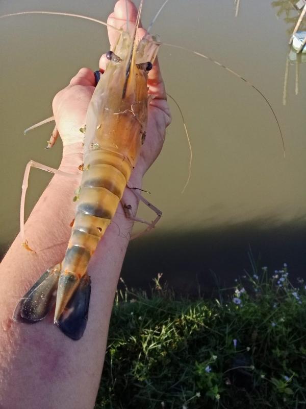 กุ้งก้ามกรามกาฬสินธุ์  สินค้า GI พลิกชีวิตเกษตรกร สร้างรายได้รอบละ 5 แสนบาท