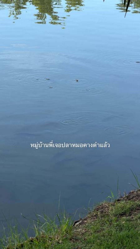 พบปลาหมอคางดำในทะเลสาบหมู่บ้านมหาชัย!!
