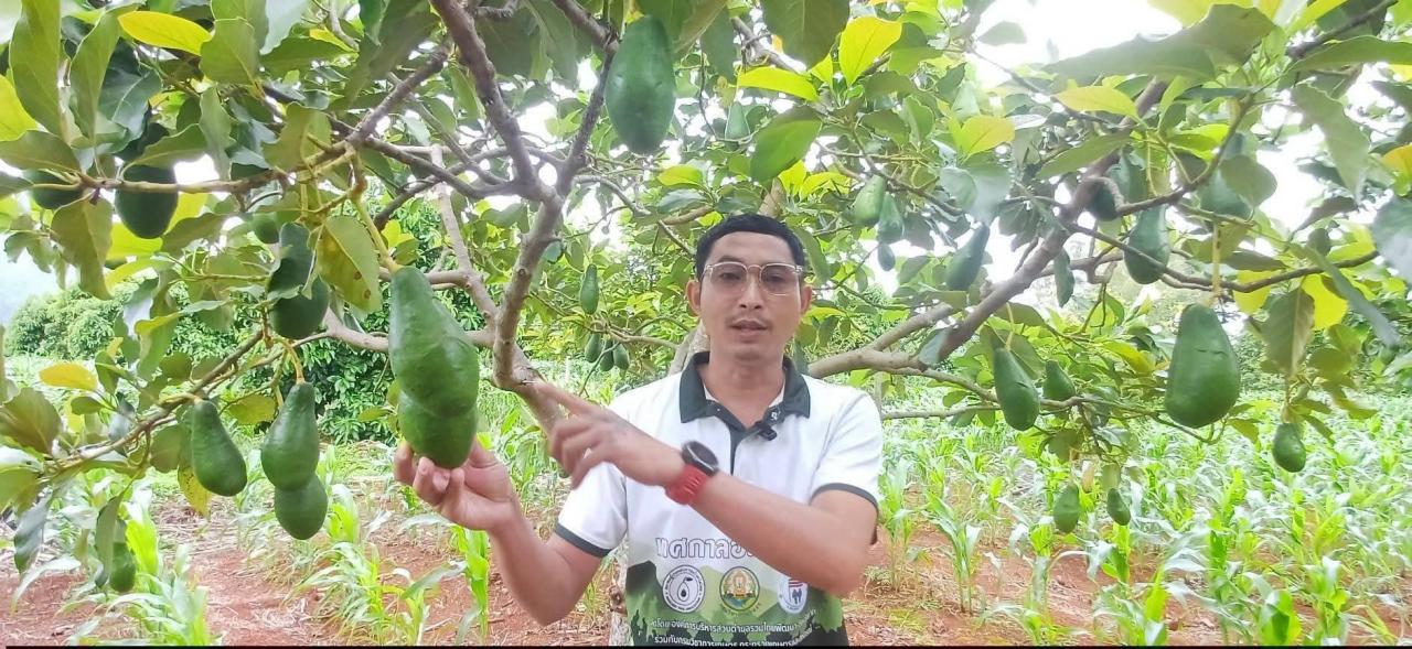เตรียมบอกลาข้าวโพด! &ldquo;อาฟู้&rdquo; หรือ &ldquo;พบพระ 48&rdquo; อะโวคาโดทำเงินแห่งเมืองพบพระ ขายดี กิโลกรัมละ 100-130 บาท ออกผลก่อนใคร ตลาดต้องการสูง