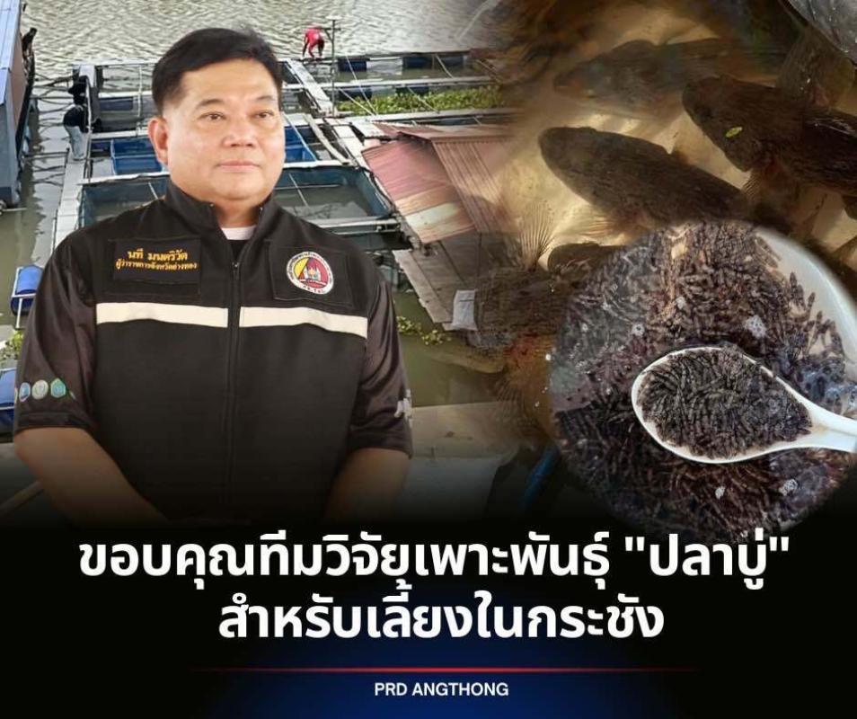 >>> ผู้ว่าฯ อ่างทอง ขอบคุณทีมวิจัย &lsquo;เพาะพันธุ์ปลาบู่&rsquo; และประมงจังหวัดฯ หลังดำเนินการสำเร็จครั้งแรก และนำมาเลี้ยงในกระชัง <<<