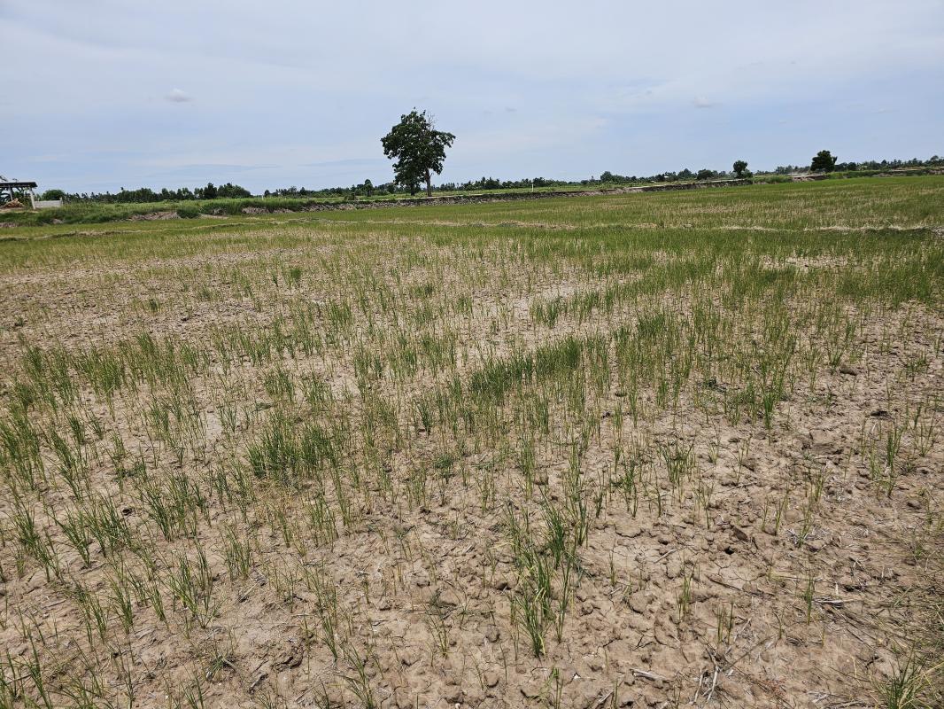 ฝนทิ้งช่วงชาวนาเดือดร้อน