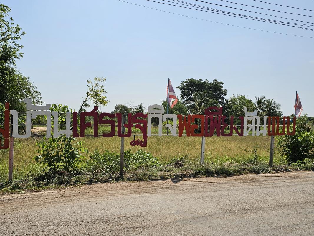 ผักป่าสร้างรายได้เป็นอย่างดี (ผักจีนูน)​