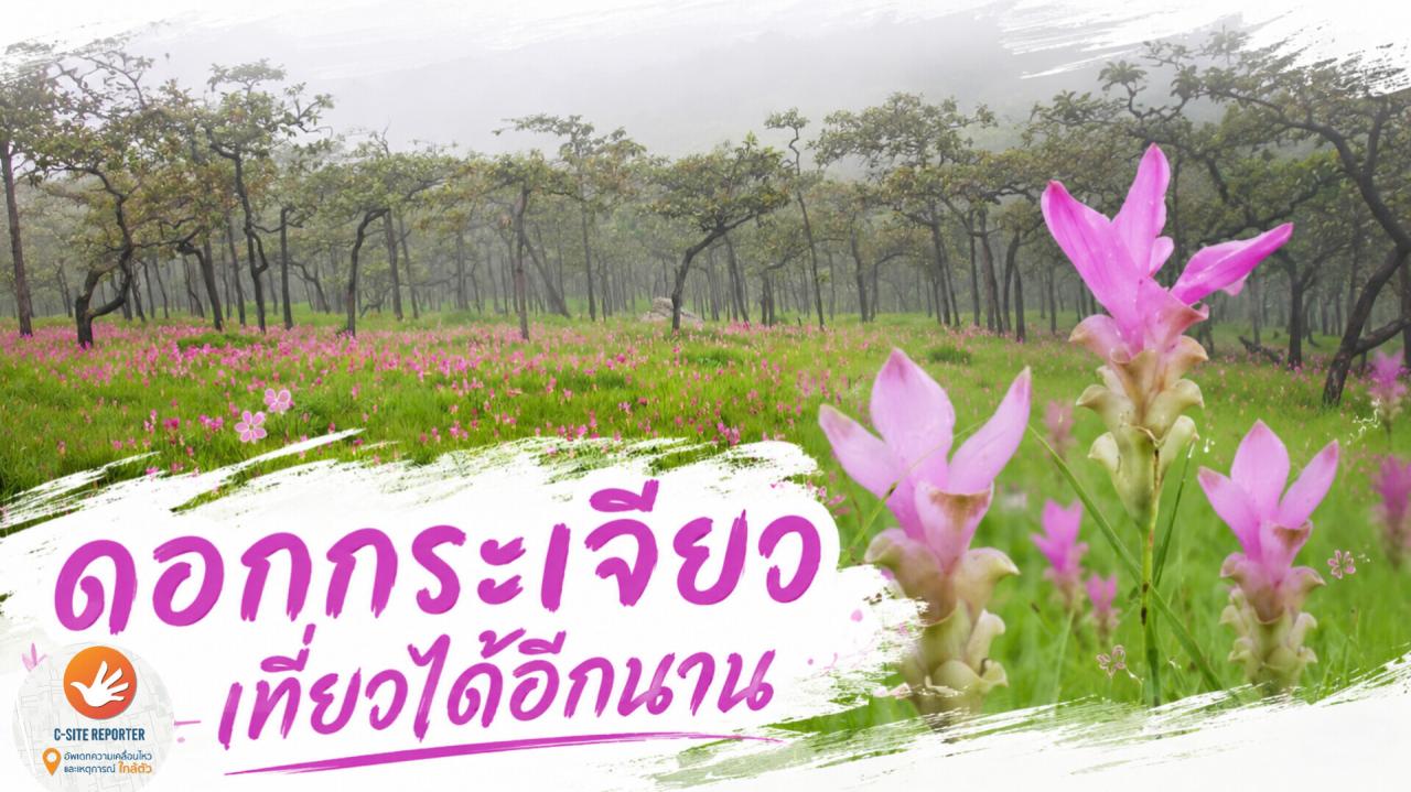 ชัยภูมิ : "ไปกันต่อ...ดอกกระเจียวยังรอนักท่องเที่ยวอยู่"