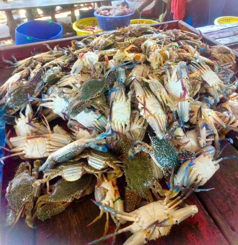 ผู้ทรงคุณวุฒิ วช. ปลื้มธนาคารปูม้าสตูล“ต้นแบบฟื้นฟูทรัพยากรทะเล หนุนเศรษฐกิจชุมชนเข้มแข็ง