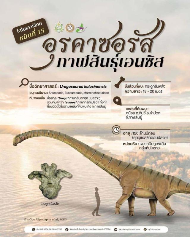 &ldquo;อุรคาซอรัส กาฬสินธุ์เอนซิส (Uragasaurus kalasinensis)&rdquo;