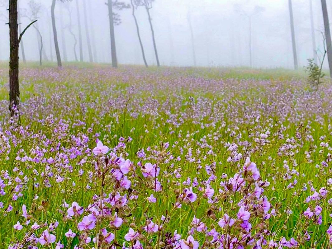 ทุ่งดอกหงอนนาค ณ อช.ภูสอยดาว บานสะพรั่งกว่า 80&ndash;90% แล้ว สร้างทัศนียภาพสีม่วงพาสเทลตัดกับป่าสนและทะเลหมอก