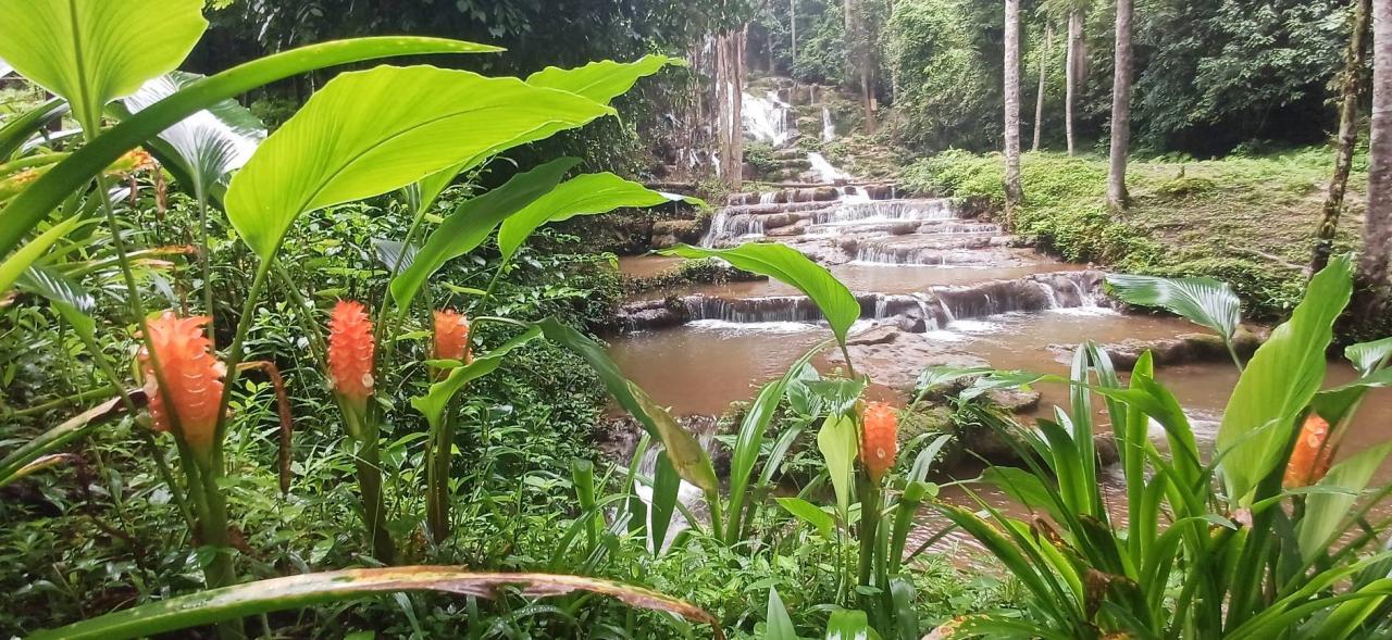 ดอกกระเจียวสีส้มบานสะพรั่งทั่วผืนน้ำตกพาเจริญ รับฤดูฝนอย่างงดงาม ปีนี้ออกดอกมากกว่าทุกปี ดึงนักท่องเที่ยวแห่สัมผัสมนต์เสน่ห์ธรรมชาติเมืองตาก