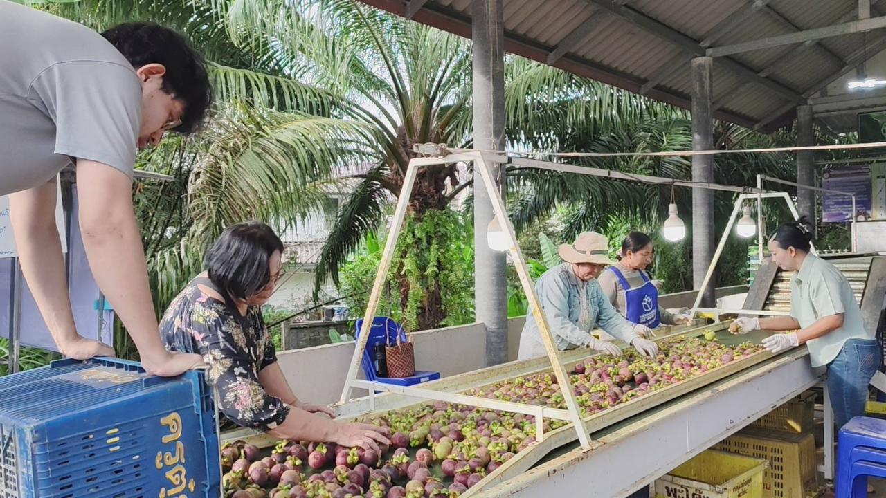 มังคุดพะโต๊ะ ราชินีผลไม้ขับเคลื่อนเศรษฐกิจชุมชนสู่ตลาดโลก