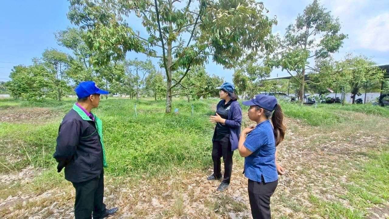 เกษตรควนเนียง ลงพื้นที่ให้คำแนะนำการจัดการโรคให้เเก่เกษตรกรผู้ปลูกทุเรียน