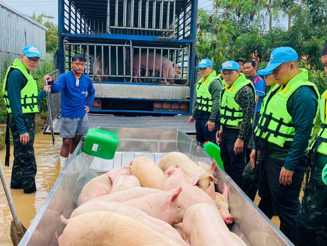 มทบ.19 ระดมกำลังจิตอาสา ช่วยขนย้ายสุกร 600 ตัว หนีน้ำท่วมในพื้นที่สระแก้ว