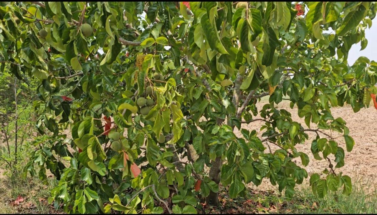 เกษตรปุ๋ยอินทรีย์ดีแน่นอน