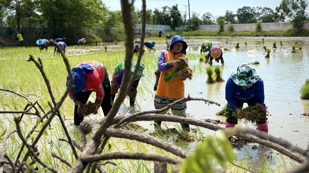 นาข้าวสามัคคี นาดีข้าวบ้านเรา&hellip;