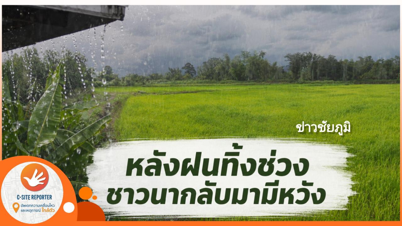 ชัยภูมิ :(มีคลิปข่าว) หลังฝนทิ้งช่วง ชาวนากลับมามีหวัง มีน้ำขังทุ่งนาต้นข้าวรอดตาย
