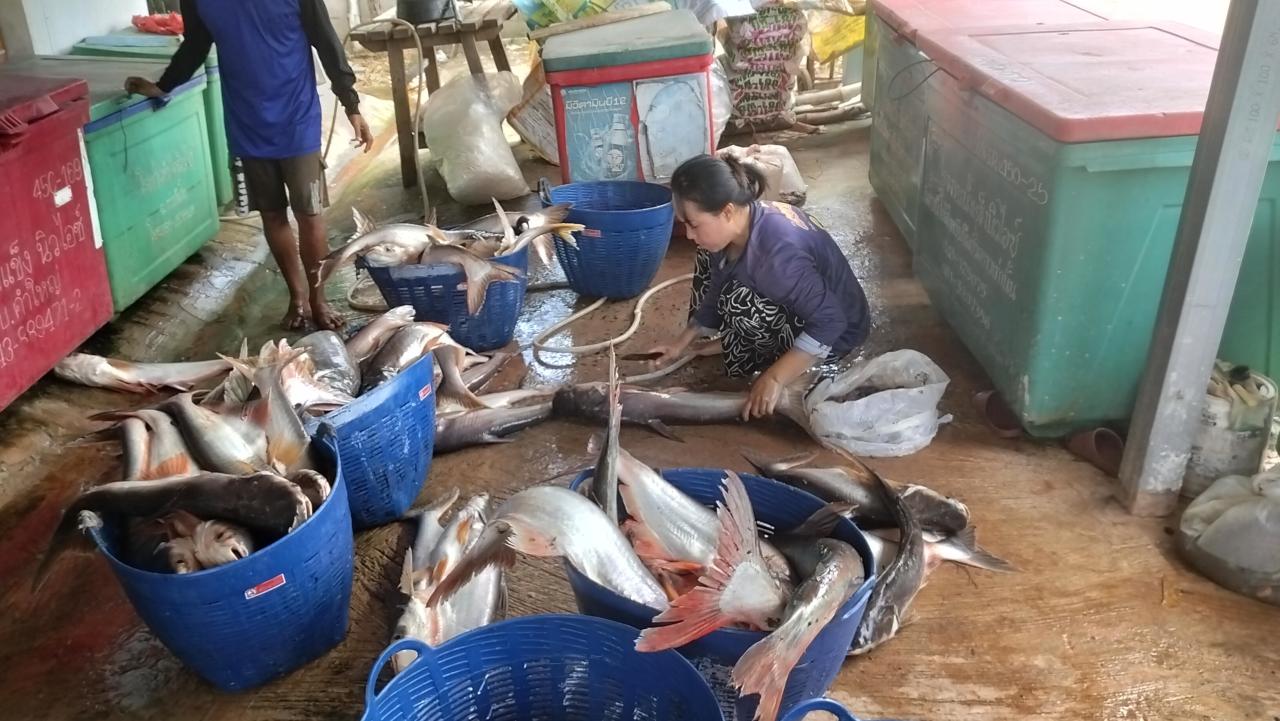 ลงพื้นที่สำรวจปลาหมอคางดำและวิถีชีวิตหมู่บ้านทับปลา