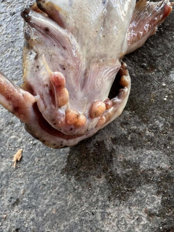  "ปลาแค้เป็นตุ่ม" พบปลาผิดปกติจากดอนไข่แม่น้ำโขง อ.เชียงคาน จ.เลย 