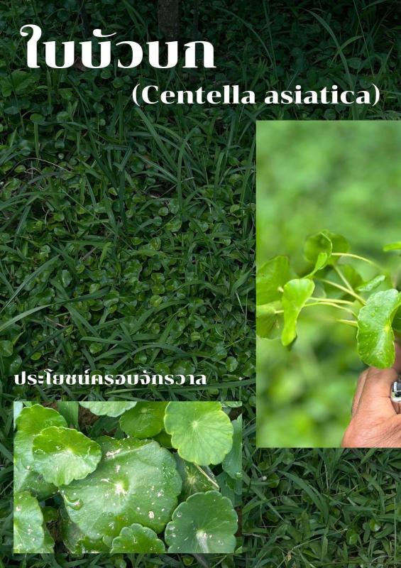 ใบบัวบก