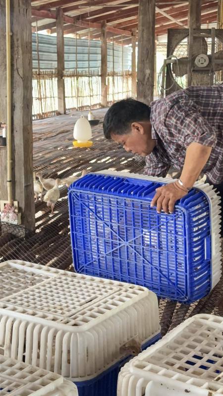 ส่งมอบไก่งวง และให้คำแนะนำ ในเรื่องการให้อาหาร น้ำ วัคซีน รักษาโรค  เพื่อให้ไก่งวงได้คุณภาพได้เนื้อทำให้ขายได้ราคาดี