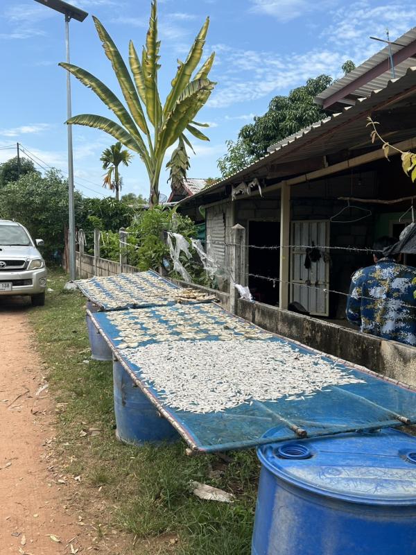 พบปลาหมอคางดำ 200 กว่าตัวรุกรานที่ บ้านทับปลา ตำบลหนองกรุงศรี จังหวัดกาฬสินธุ์