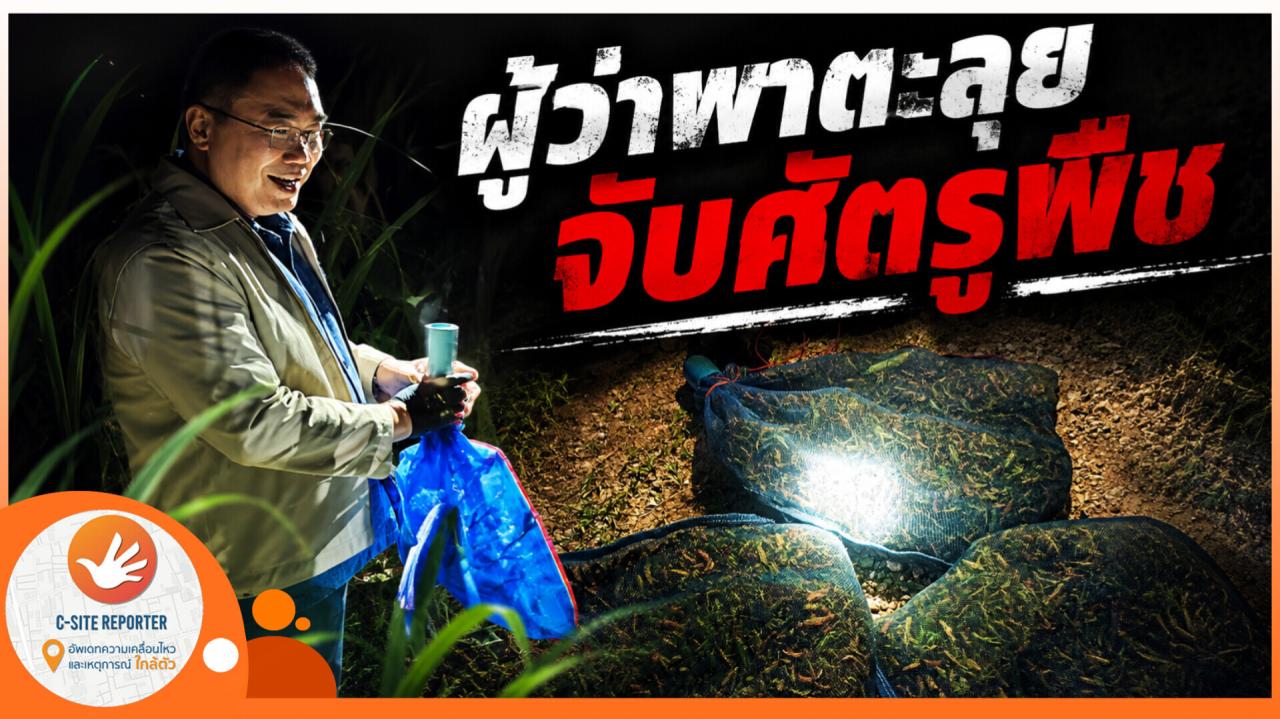 ชัยภูมิ :( มีคลิปข่าว)  ผู้ว่าพาตะลุย ปราบศัตรูพืชชาวไร่อ้อย 