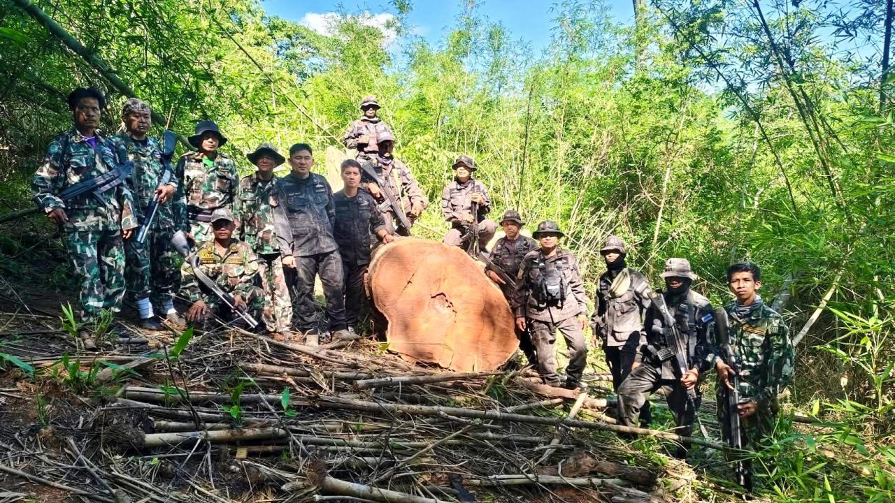 ขยายผล เจอแล้วตอของไม้ประดู่ปริศนา