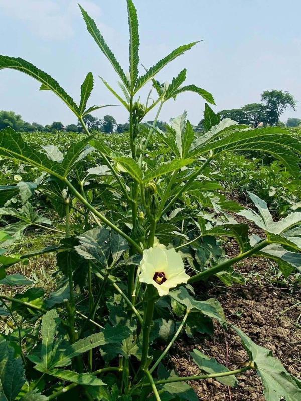 >>> พักนา ปลูกพืชหมุนเวียน มีรายได้ทั้งปี เริ่มแล้วที่วิเศษชัยชาญ <<<