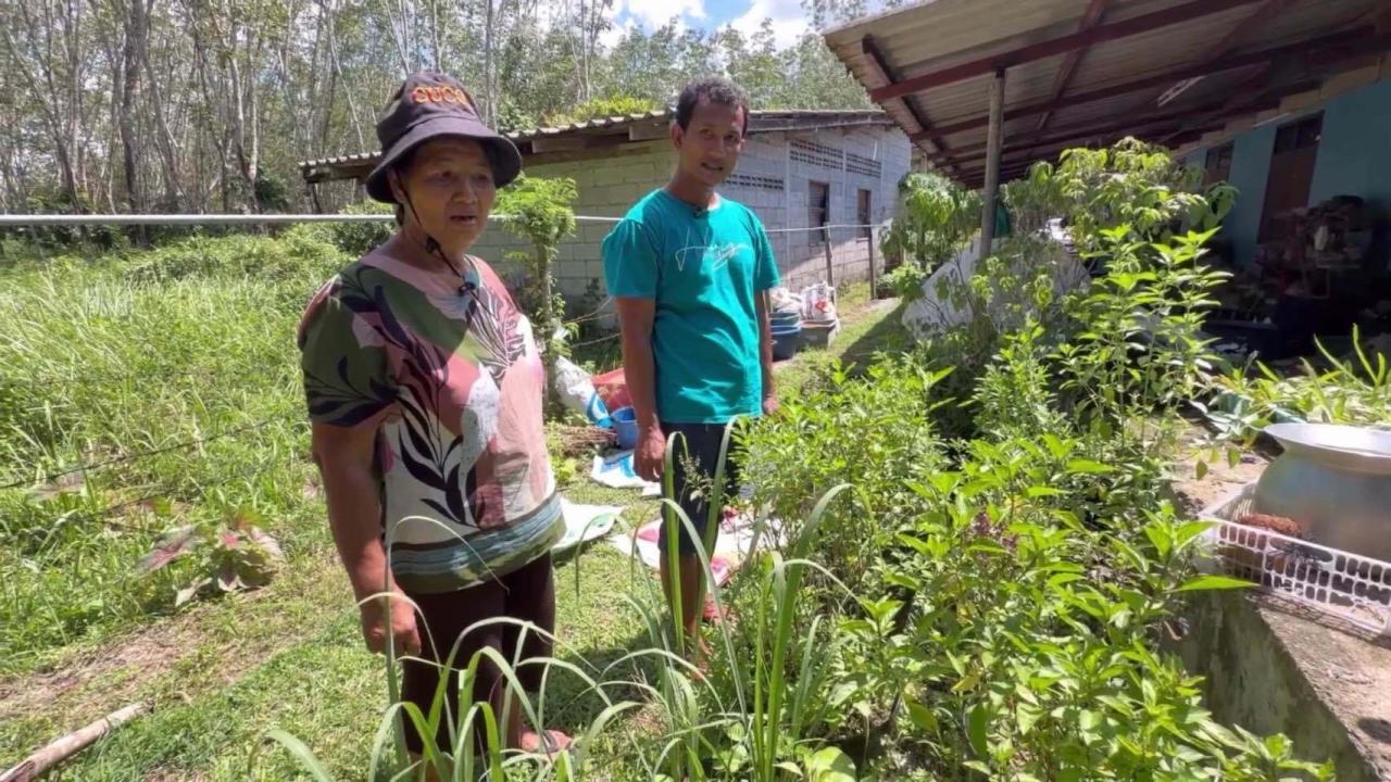 เกษตรกรตรังโวยทุนใหญ่จดสิทธิบัตรกะเพราหวังกินรวบเมล็ดพันธุ์-บีบลมหายใจคนไทย พืชโบราณแต่บรรพบุรุษต้องซื้อเมล็ดปลูก จี้รบ.ลงดูบ้างหลังราคาเมล็ดพันธุ์ทะยานฉุดไม่อยู่ แถมถูกตัดต่อพันธุกรรมเพาะขยายพันธุ์ต่อไม่ได้