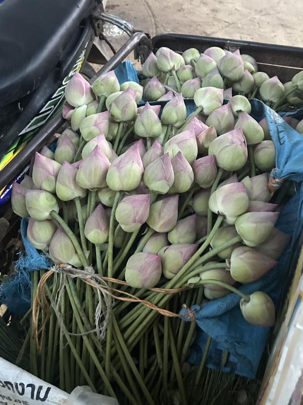 จากนาข้าวสู่นาบัว ทางเลือกสร้างรายได้ตลอดปีของเกษตรกร บ้านดงบัง ตำบลดอนมดแดง