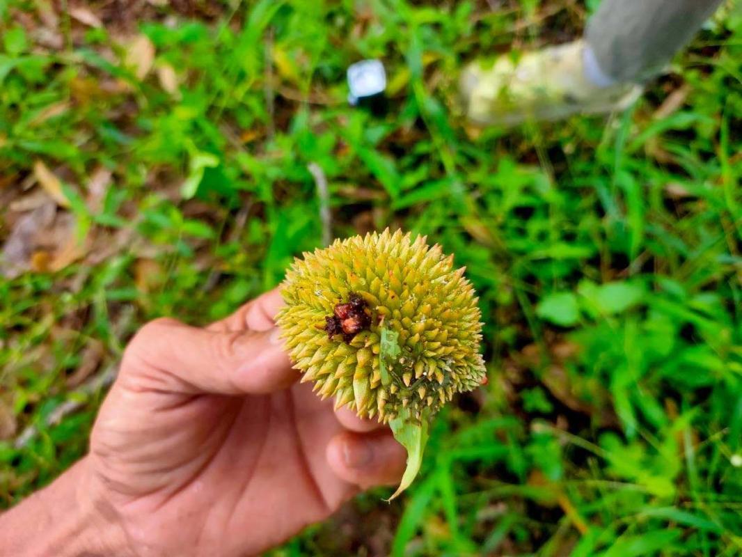 เกษตรรัตภูมิ แจ้งเตือนเกษตรกรเฝ้าระวังหนอนเจาะเมล็ดทุเรียนและหนอนเจาะผลทุเรียน ในทุเรียนระยะดอกและระยะติดผลอ่อน