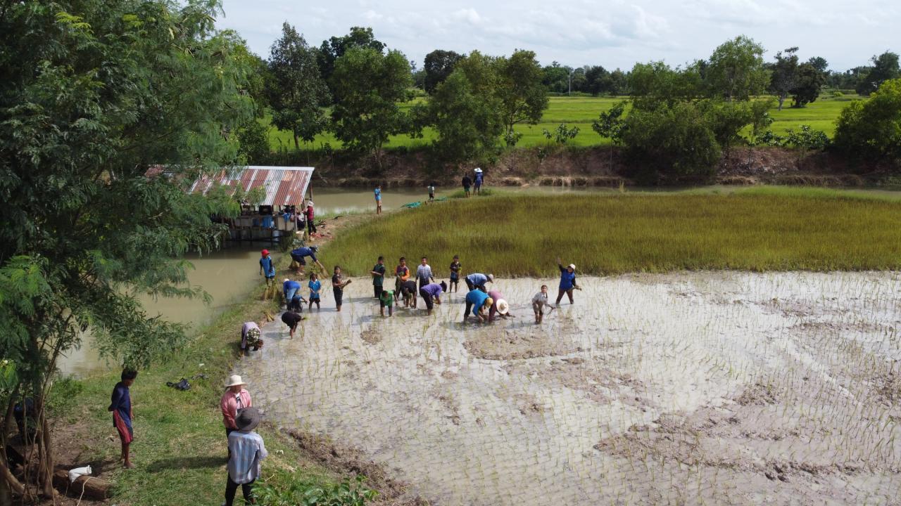 ดำนาที่ตาจวน :  ห้องเรียนชุมชนจัดการเรียนให้ลูกหลาน[มีคลิป]
