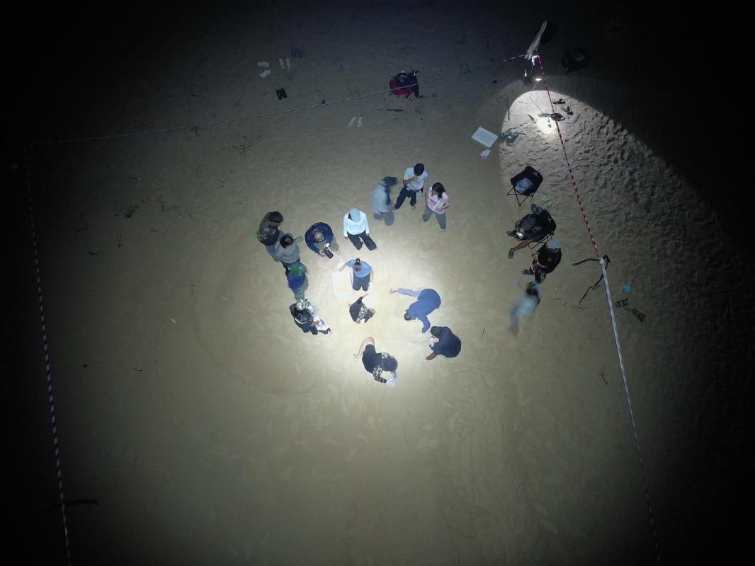 พังงา-แม่เต่ามะเฟืองขึ้นวางไข่นอกฤดูกาลเป็นรังที่ 2 ของปี ที่หาดท้ายเหมือง พบไข่รวม 110 ฟอง 