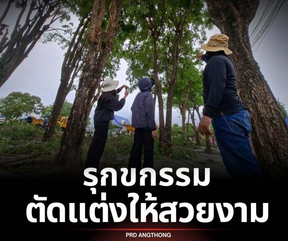 >>> เริ่มแล้ว &lsquo;รุกขกรรม&rsquo; กิ่งไม้ เพื่อความสวยงาม/ร่มรื่น/เพิ่มพื้นที่สีเขียว <<<