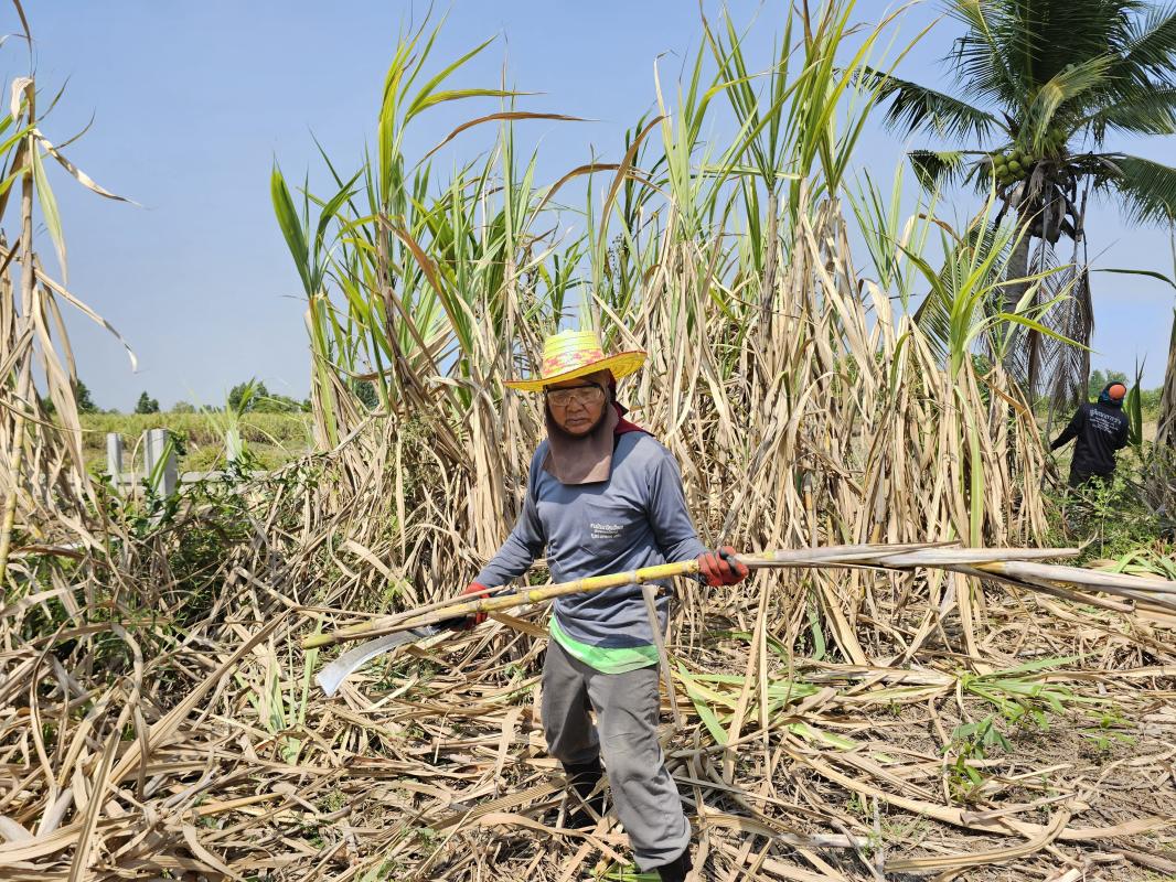 ราคาอ้อยตกต่ำ