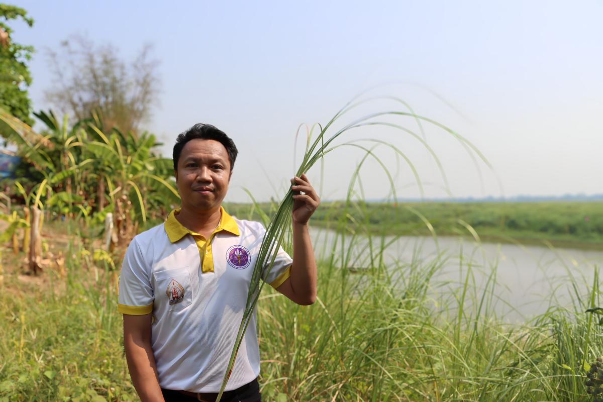 นักวิจัย ม.นครพนม ค้นพบ &ldquo;หญ้าอ้อยหนู&rdquo; พืชพื้นถิ่นพลังงานทางเลือก ช่วยลดต้นทุน&ndash;ลดมลพิษ อย่างยั่งยืน