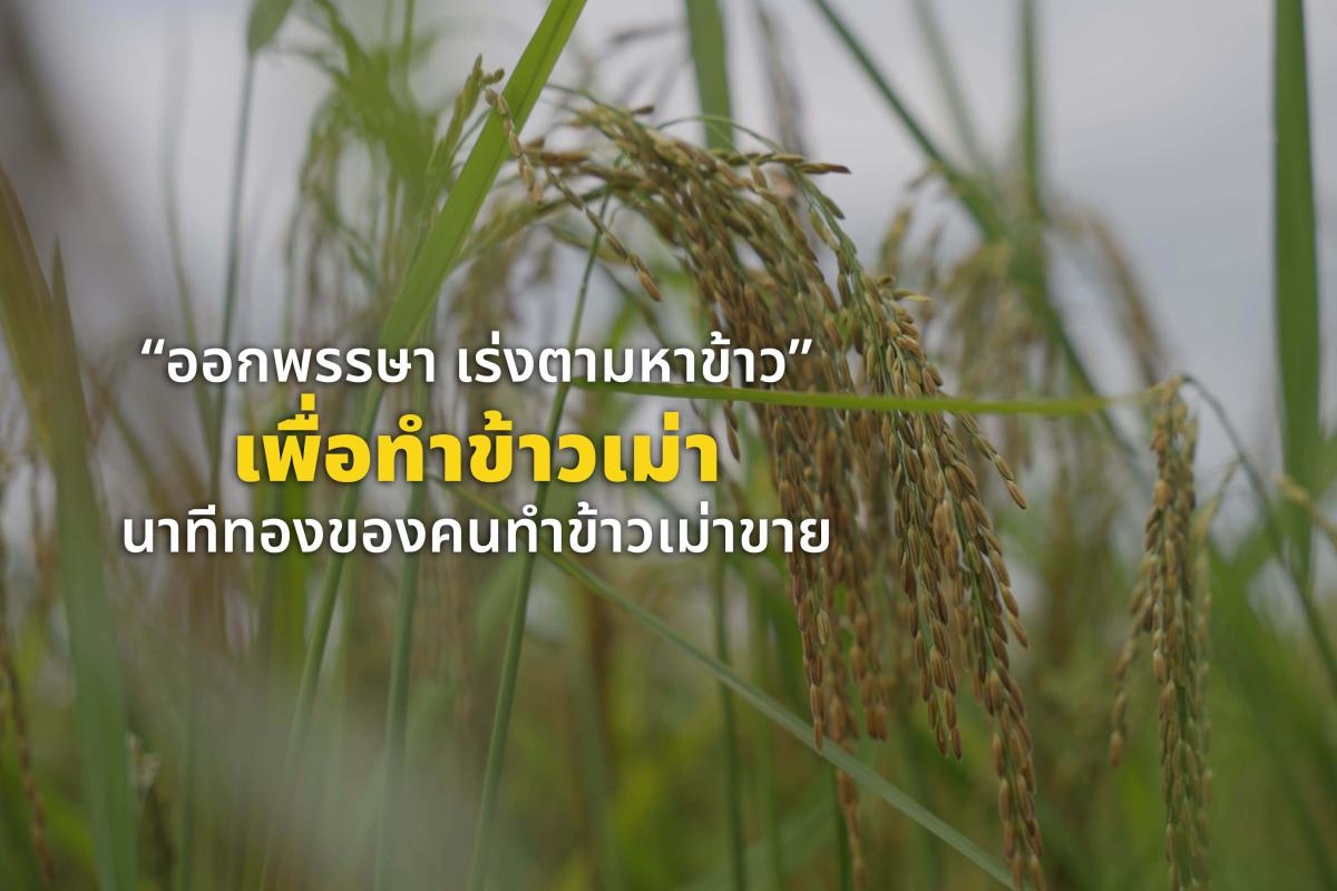 ตามหาข้าวทำข้าวเม่า รับกระแสความต้องการช่วงออกพรรษา