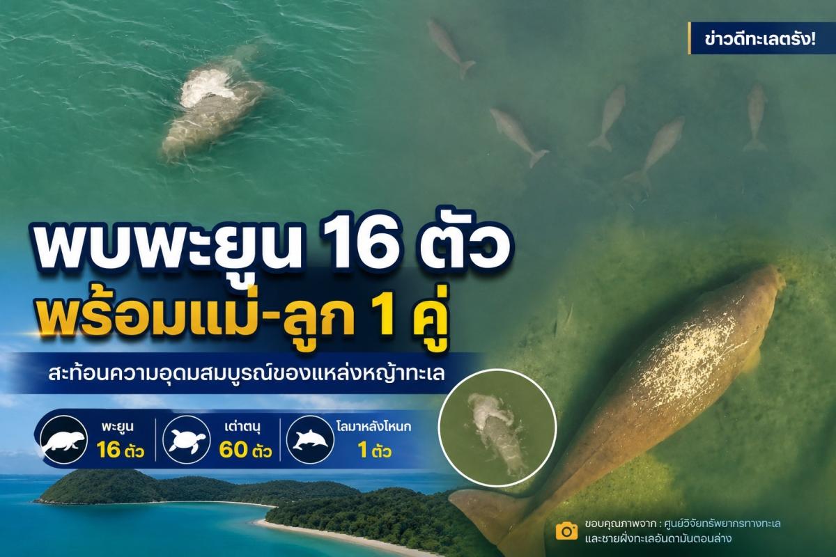 ข่าวดีทะเลตรัง พบพะยูน 16 ตัว พร้อมแม่&ndash;ลูก 1 คู่ สะท้อนความอุดมสมบูรณ์ของแหล่งหญ้าทะเล