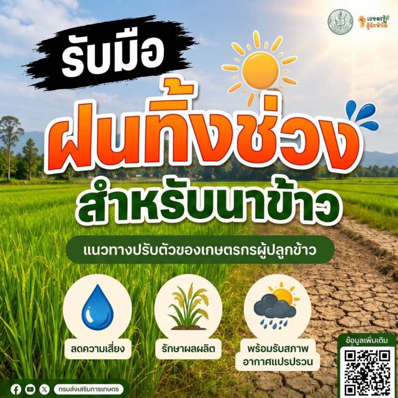 เกษตรควนเนียง แจ้งเตือนเกษตรกรผู้ปลูกข้าว เตรียมรับมือสภาพอากาศแปรปรวนจาก "ปรากฏการณ์เอลนินโญ่"