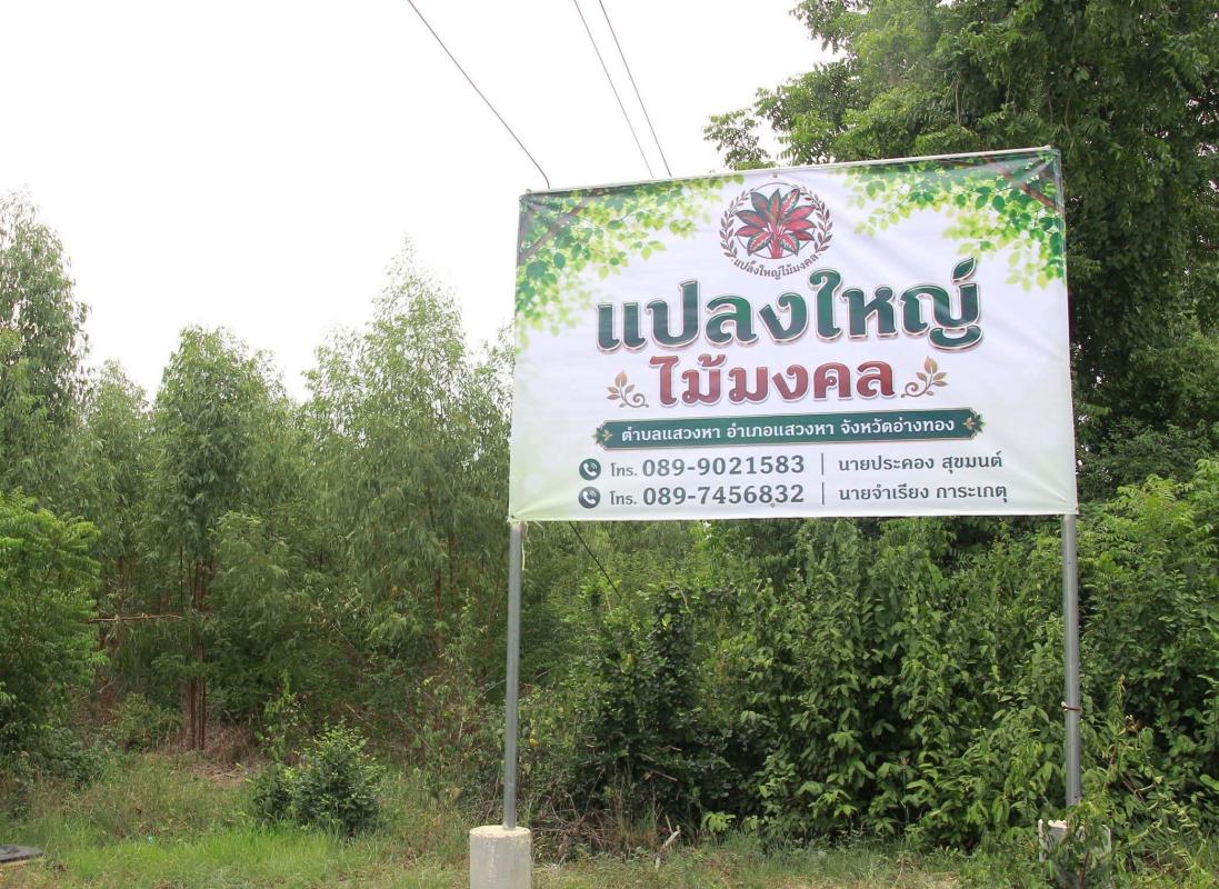 >>> ไร้คู่แข่ง! เกษตรกรอ่างทองปั้นไม้มงคล &ldquo;หยกนำโชค&rdquo; ปลูกแค่อ่างทอง-สิงห์บุรี ส่งออกฉลุยทั้งยุโรป-เอเชีย <<<