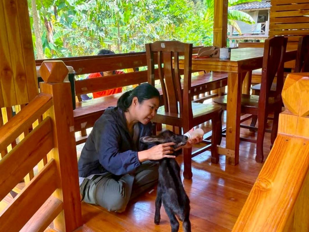 เจ้าหน้าที่ อช.ลำน้ำน่าน ช่วยเหลือลูกเลียงผาพลัดหลง