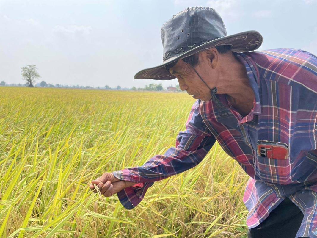 >>> รอบข้างเผาเกือบหมด เหลือ &ldquo;ลุงศักดิ์&rdquo; เจ้าเดียว ที่ทำนาโดยไม่เผา เผยทำถูกหลักการ ผลผลิตต่อไร่ไม่ได้ลด <<<